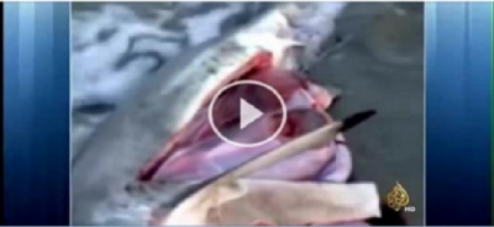 شاهد.. فيديو يحقق أكثر من 48 مليون مشاهدة خلال أقل من 24 ساعة