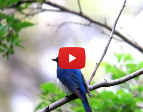 عصفور تويتر الحقيقي هو .. العصفور خاطف الذباب الأزرق