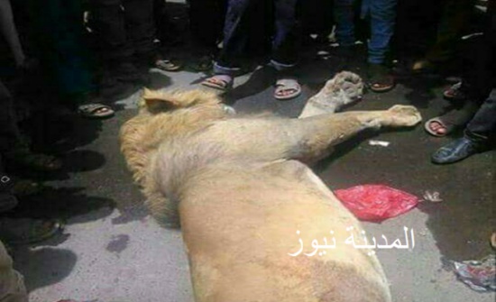 بعد جولة جديدة بحثا عن اسد جرش.. لا أثر له بعد جولة جديدة بحثا عن اسد جرش.. لا أثر له