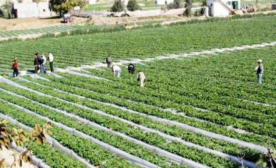 الشحاحدة يقرر تأجيل مستحقات الاقراض على المزارعيين المتضررين الشحاحدة يقرر تأجيل مستحقات الاقراض على المزارعيين المتضررين