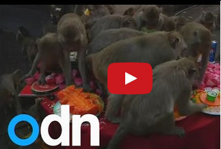 هذا ما يحدث عندما تدخل القرود إلى "بوفيه مفتوح"