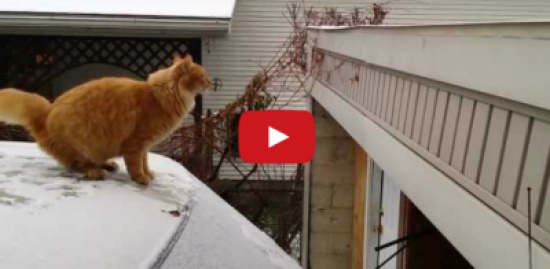 قطة فاشلة تنجح بتحقيق ملايين المشاهدات في 5 أيام