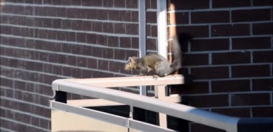 شاهد..  سنجاب يقفز من الطابق الـ 21 وينجو من الموت