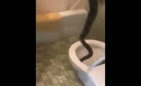 بالفيديو.. رجل يخرج بيديه أفعى ضخمة من المرحاض! بالفيديو.. رجل يخرج بيديه أفعى ضخمة من المرحاض!