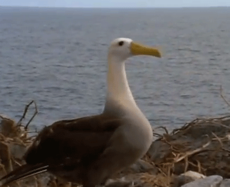 طيور القطرس و القرش