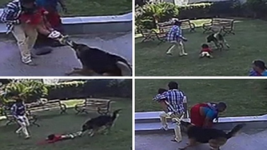 شاهد: لقطات مروعة للحظة إنقاذ طفل لشقيقته من أنياب كلب
