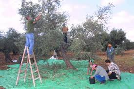 انتخاب الزيود رئيسا لجمعية منتجات الزيتون