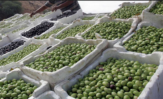 زراعة الكورة تدعو الراغبين بالمشاركة في معرض الزيتون لمراجعتها