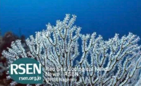 اطلاق الاطلس البيئي والبحري للعقبة