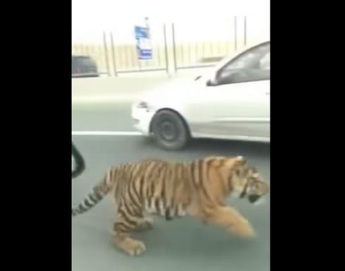 بالفيديو.. لحظة سقوط نمر وهروبه من سيارة تنقله في قطر