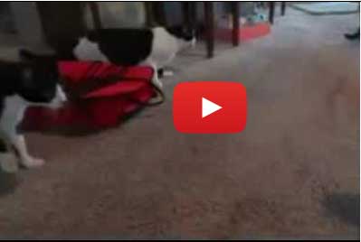 قطط جبانة !!