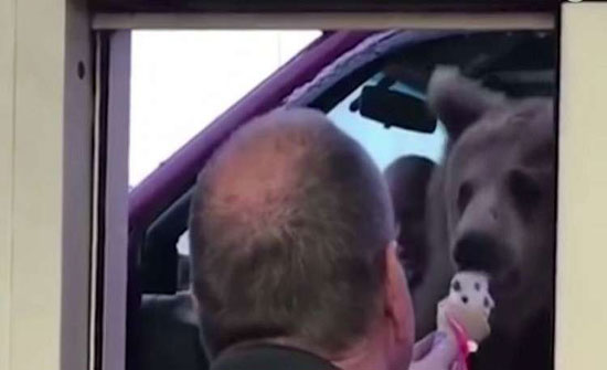 دب يتجول بالسيارة ويتناول الآيس كريم! (فيديو)