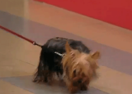 الكلب المسكين