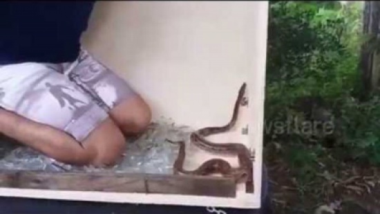 شاهد: ماذا فعل هذا المغامر في قفص مملوء بالزجاج المحطم