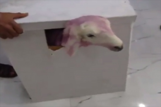 آخر صرعات الهدايا.. بالفيديو: سعودية تغلف خروف حي لتقديمه هدية!