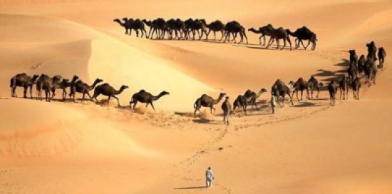 3 ملايين دولار لصاحب "ملك جمال الإبل".. وهذه المواصفات المطلوبة! 3 ملايين دولار لصاحب "ملك جمال الإبل".. وهذه المواصفات المطلوبة!