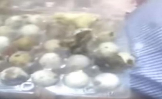 بالفيديو....البيض فقس في البحرين بسبب إرتفاع درجة الحرارة !