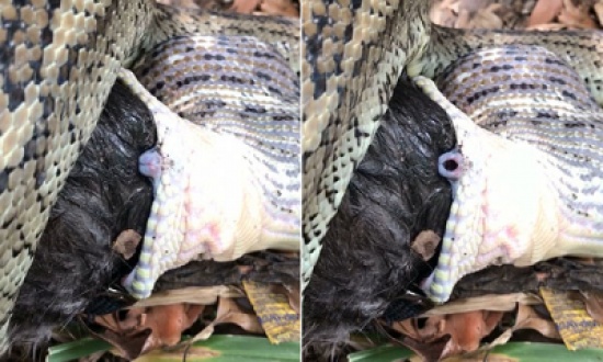 فيديو: هكذا يتنفس الثعبان أثناء التهام فريسته