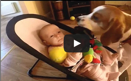 كلب يغرق طفلة بالدمى