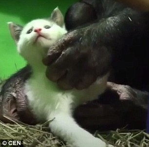 شاهد.. قرد يتبنى قطة قبيحة في حديقة حيوان