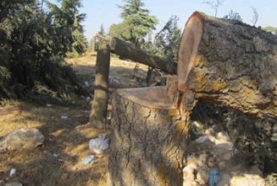 اجتماع في الداخلية لمناقشة الاعتداء على الثروة الحرجية