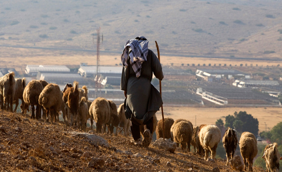 مستوطنون متطرفون يطاردون رعاة الأغنام بالأغوار الشمالية مستوطنون متطرفون يطاردون رعاة الأغنام بالأغوار الشمالية