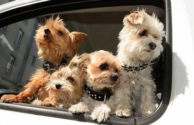 دراسة تكشف وجود علاقة هرمونية بين الكلاب وأصحابها