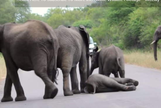 بالفيديو: مشهد مؤثر من عالم الحيوان