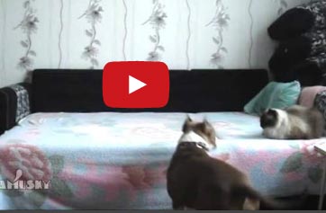 كلب يعرف كيف يستمتع بمخالفة القوانين