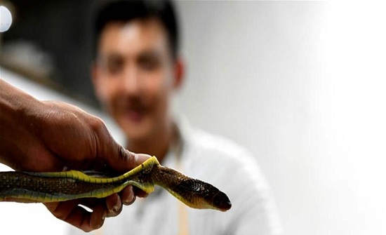 شوربة الأفاعي.. طبقٌ شهيّ على مائدة ملايين الفلبينيين! شوربة الأفاعي.. طبقٌ شهيّ على مائدة ملايين الفلبينيين!