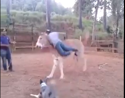 رجل يتلقى ركلة قاسية من حصان