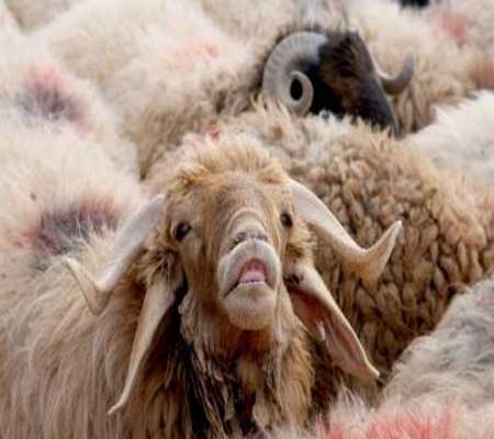 توقع انتقال120 الف راس من الماشية الى لواء الرويشد توقع انتقال120 الف راس من الماشية الى لواء الرويشد