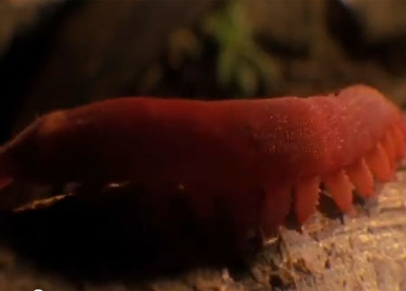 الدودة المخملية