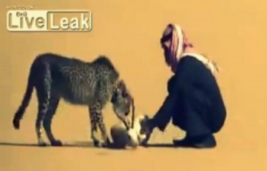 شاهد.. لقطات مذهلة لسعودي يستخدم فهدًا في صيد الغزلان