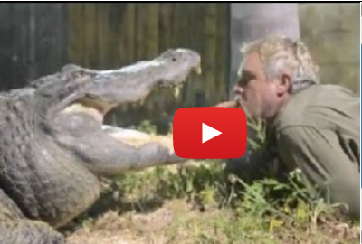 يطعم التمساح من فمه !