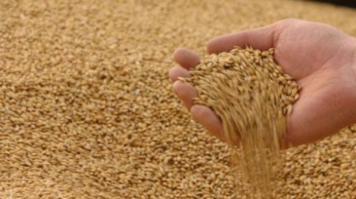 مزارعون يثمنون قرار الحكومة زيادة دعم أسعار القمح والشعير مزارعون يثمنون قرار الحكومة زيادة دعم أسعار القمح والشعير