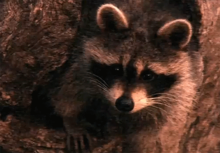 السنجاب الطائر