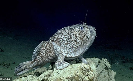 بالفيديو: سمكة تسير على 4 أقدام في أعماق خليج المكسيك