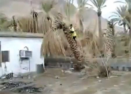 أغرب طريقة لإسقاط نخلة