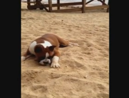 مقطع كوميدي لكلب يتذوق طعم الليمون لأول مرة