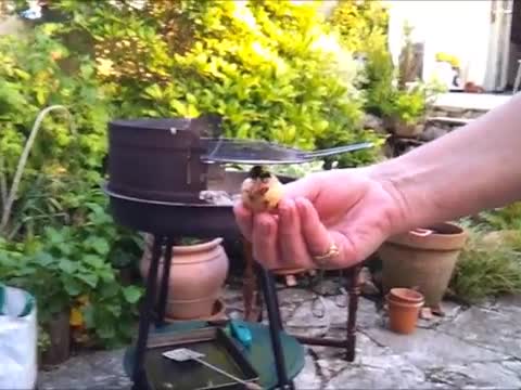 نحلة ظريفة !