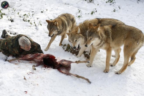 بالصور...  الرجل الذئب