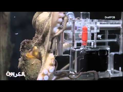 أخطبوط يلتقط صورًا لزواره مقابل دولارين (فيديو) أخطبوط يلتقط صورًا لزواره مقابل دولارين (فيديو)