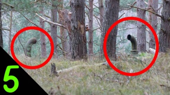 شاهد.. أغرب 5 أشياء وجدت في الغابات!