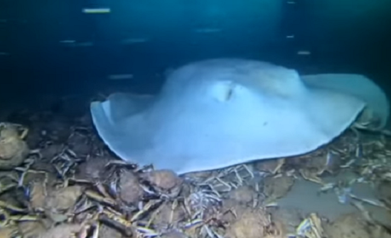 عشرات الكابوريا تستسلم بغرابة لسمكة راي تبتلعها (فيديو)