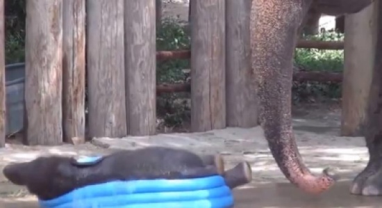 فيل لطيف يلعب في بركة الاطفال