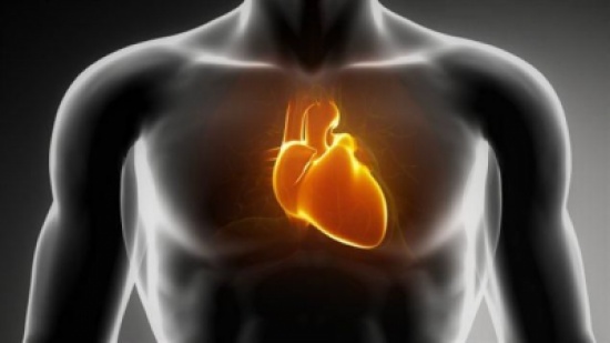 قلب المرأة اصغر من قلب الرجل وينبض بسرعة أكبر قلب المرأة اصغر من قلب الرجل وينبض بسرعة أكبر