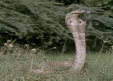 الكوبرا  والنمس