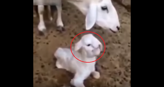 فيديو| ولادة خروف بوجهغريب جدا في روسيا!