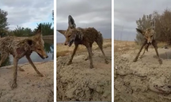 شاهد..  شدة البرد تجمد ثعلب سقط في بركة بحائل